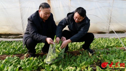 鄒平市農(nóng)業(yè)農(nóng)村局扎實(shí)開展農(nóng)產(chǎn)品生產(chǎn)經(jīng)營(yíng)主體大檢查 筑牢農(nóng)產(chǎn)品質(zhì)量安全屏障