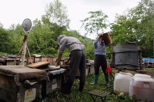 電商扶貧 京東如何撬動饒河黑蜂蜂蜜產業，賦能農產品上行