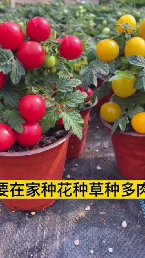 從種子到餐桌 家庭種植小番茄，打造優質農產品新體驗